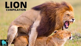 LION Compilation