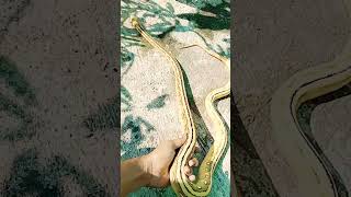 Reticulatus python combo morph?shortvideo