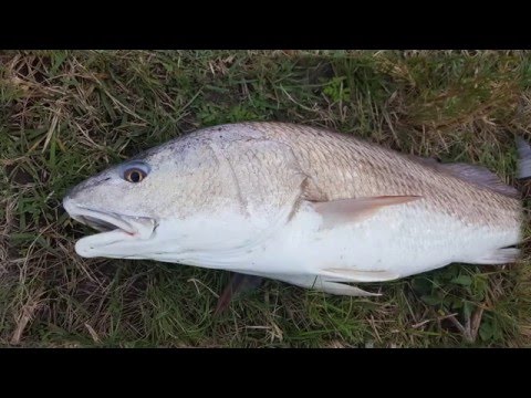 35 inch Catfish Creek Redfish - YouTube