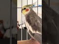 #ninfa #hablando y #cantando #birds #singing #pajaros #loro #viral #parrot #speaking #talking