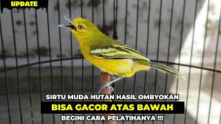 SIRTU OMBYOKAN BISA GACOR ATAS BAWAH❗BEGINI CARA SAYA MELATIH MENTALNYA❗