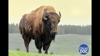 ¿Dónde y cuándo se sitúa el origen del bisonte americano? Te lo contamos (DOCUMENTAL COMPLETO)