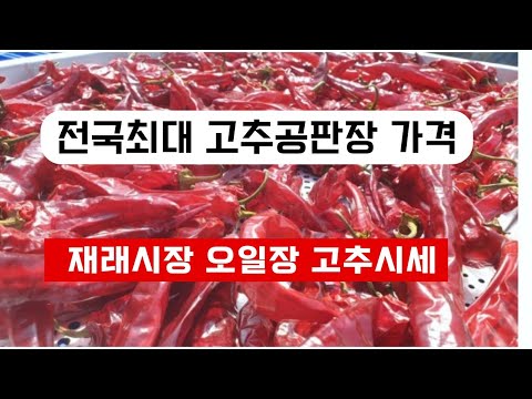   전국최대 고추공판장 가격과 재래시장 고추시세