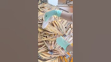 KHÔ CÁ DỨA 3 NẮNG TO -ỨC BỰ BÉO #food #fishing #mientay #amthuc #monngon #khô_cá_dứa