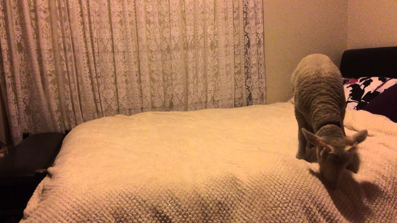 Winter the lamb bouncing on my bed part 2 - Life Of Shannen