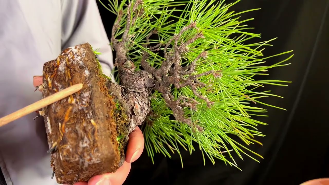 盆景如何复壮？微型盆景如何放盆？放盆后如何养护？#盆景 #盆景养护 #黑松盆景