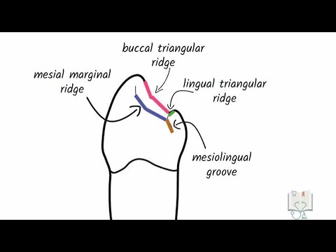 Video: Unde sunt localizați premolarii mandibulari?