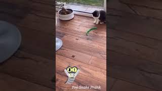 قطة ضد ثعبان 🐍 يخربيت الضحك 😂😂2021/ قطط مضحكة جدا