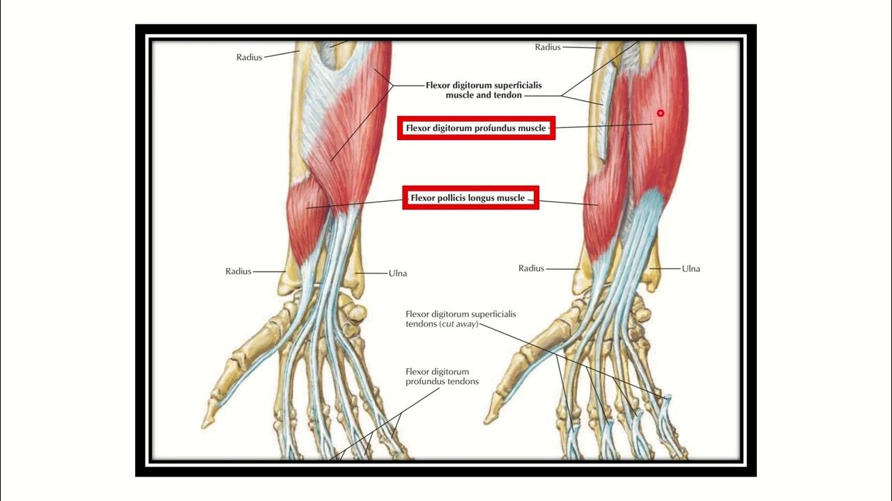 Pincer movement muscle and nerve innervation MRCS question solve (CRACK