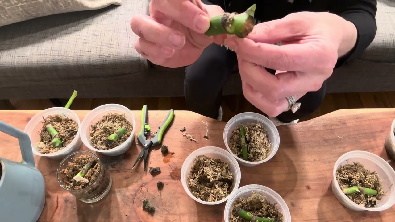 Monstera Deliciosa I screwed up and how I’m fixing it