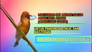 CICI MERAH GACOR UNTUK PANCINGAN PIKAT DAN MASTERAN(GOLDEN HEADED CISTICOLA)