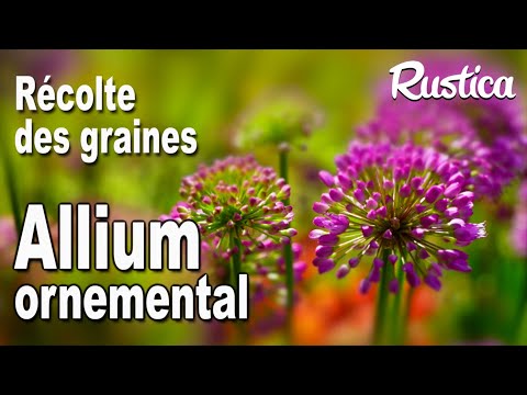Vidéo: Récolte des graines de graminées à partir de plantes ornementales : Apprenez à conserver les graines de graminées ornementales