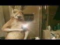 Top 5 Kangaroo