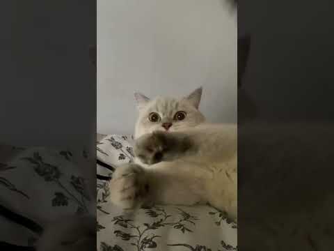 Cats #котик не в настроение #shorts #short #shortvideo #relaxing #cat #