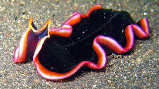 Facts: Marine Flatworms