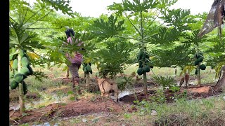 Labrador dogs on the way to see the growth of Papaya Plantation 🌱 | Little John 🐾 | by Little John The Labrador 2,050 views 10 months ago 1 minute, 31 seconds