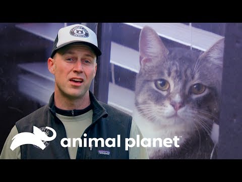Vídeo: Por Que Os Gatos Ficam Presos Nas árvores?