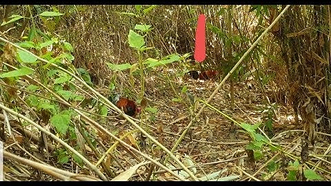 dib qaib qus tuaj zoo heev li 22/12/2019