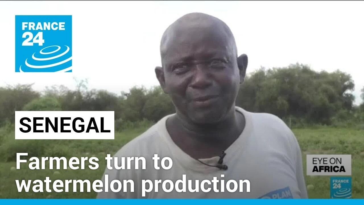 Still from Senegalese farmers turn to watermelon production to make ends meet • FRANCE 24 English