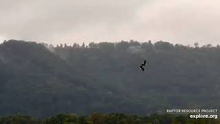 Mississippi River Flyway  Two Adults Bald Eagles Soaring