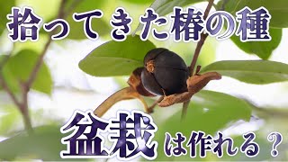 拾ってきた椿の種は発芽する 椿の実生に挑戦 Youtube