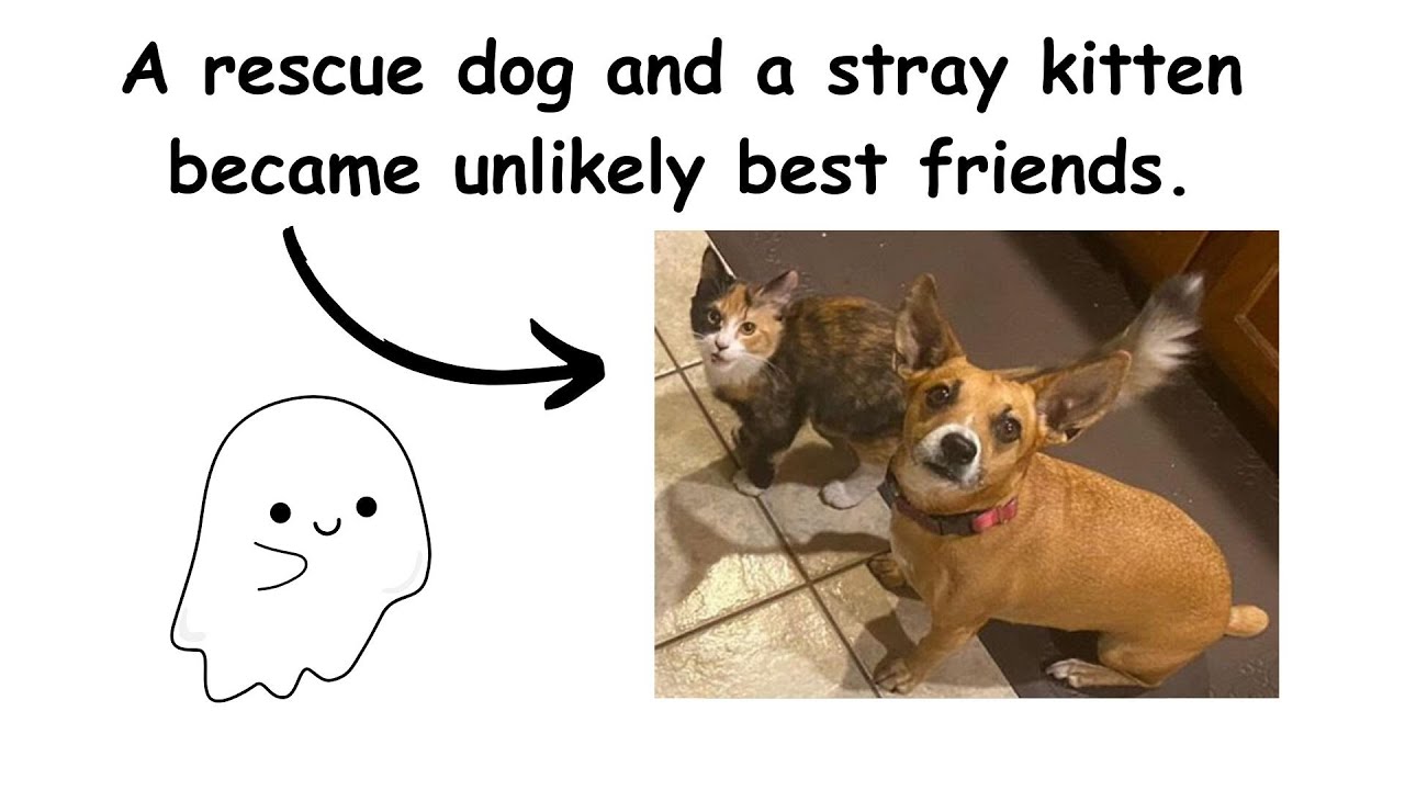 This Rescue Dog And A Stray Kitten Became Best Friends, Breaking Stereotypes Of Cats And Dogs