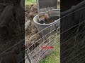Piglets built a dirt ramp to drink out of mama’s tank #babypigs #farming #pig #piglets #piglet
