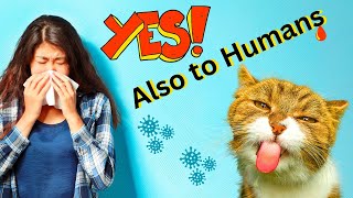 Do Cats Make You SICK? Uncovering the Most Common Cat Diseases You Need to Know! by Paw Venue 537 views 1 year ago 5 minutes, 6 seconds