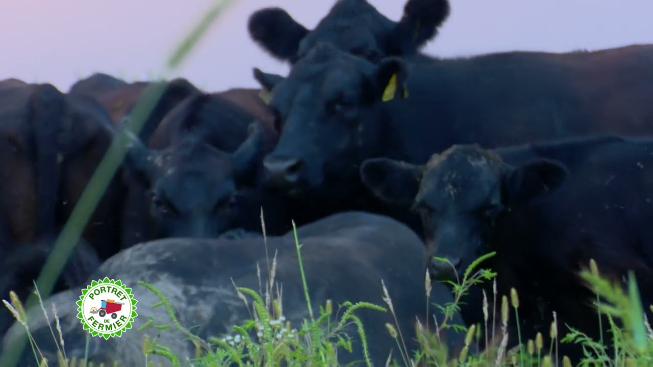 O afacere de succes cu bovine de carne. ”N-am luat niciodată în seamă subvențiile” 1 O afacere de succes cu bovine de carne. ”N-am luat niciodată în seamă subvențiile” YouTube player