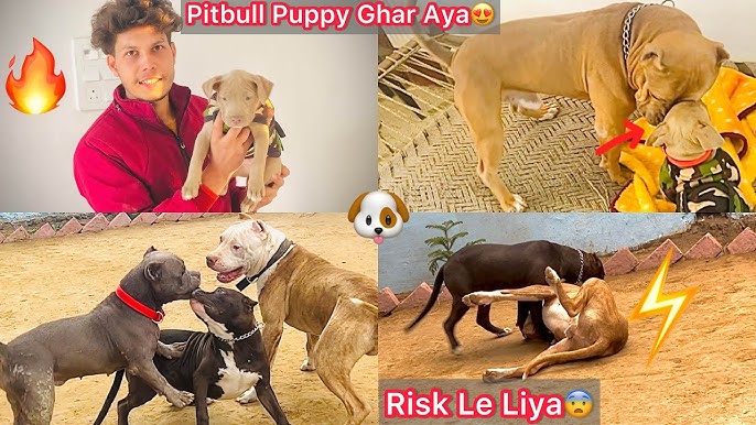 Mikas 5.4 blok diagrammasi Yosh qizni sikish