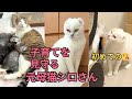 【2025年夏】元山の野良猫シロの目の上の黒いモノは何⁉️母猫と６匹の子育てを傍で見守るシロさんの眼差しが…