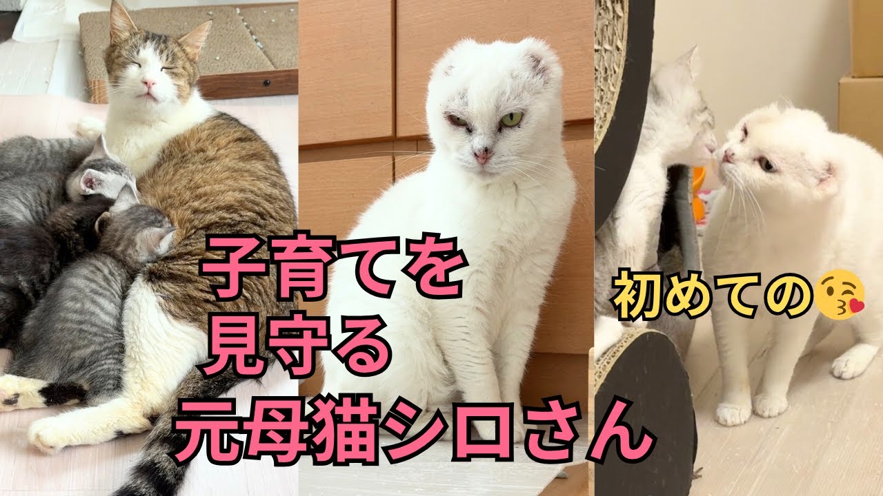 2025年夏】元山の野良猫シロの目の上の黒いモノは何⁉️母猫と6匹の