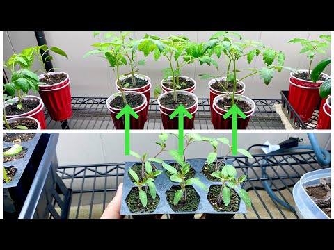Potting Up And Managing Seedling Transplants And Seed Starts Using Double Cup Method With Tips