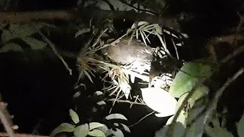 kab qaib qus pw chaw tua laib ib tug poj