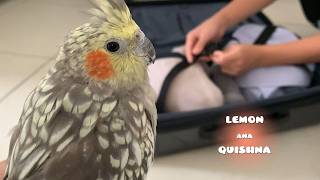 Leaving the Birds at Home