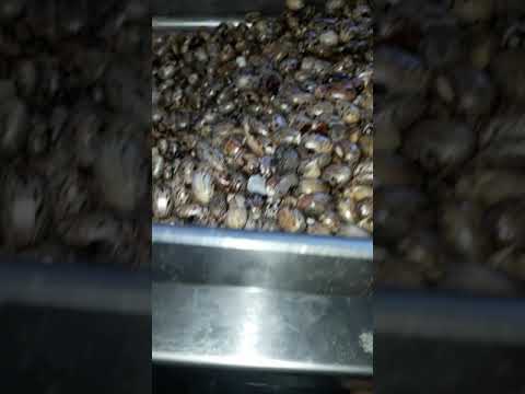 عصر بذور الخروع