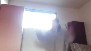 Japon Reisden Çılgın Hareketler