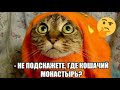 FUNNIEST CATS | CATS COMPILATION | ПРИКОЛЫ 2021 #4