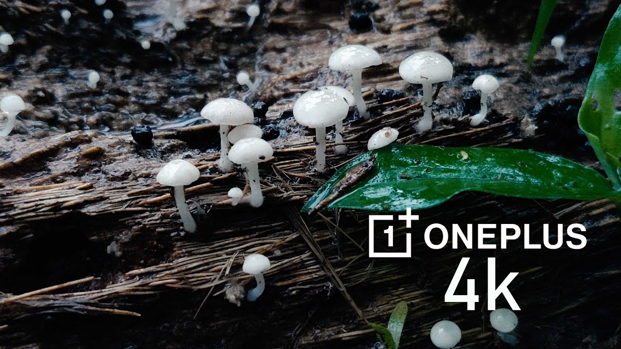 4k smartphone video | oneplus 4k video | mobile video| random video with smartphone|Nature