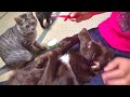 ワンコの歯磨きをしようとしたら事件が起こった。。