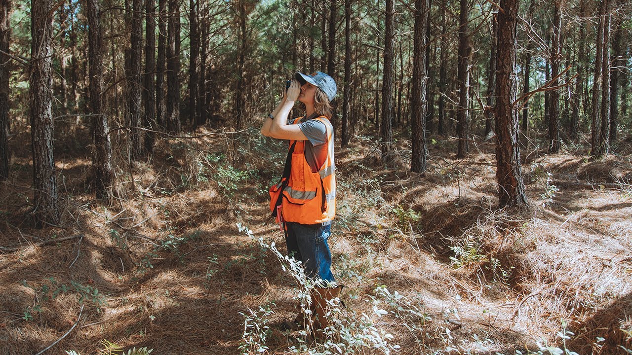 What is Sustainable Forestry? | Rayonier - YouTube