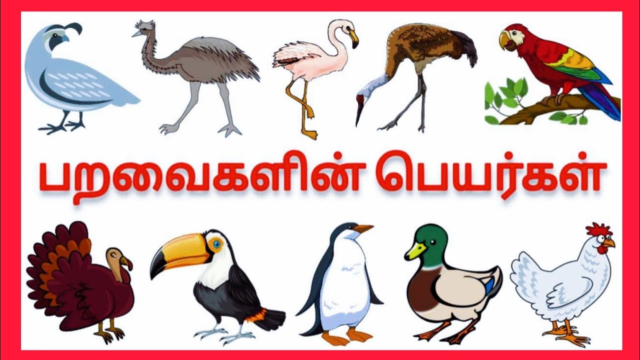 Name Of Birds Name In Tamil birds Name For Kids learn 