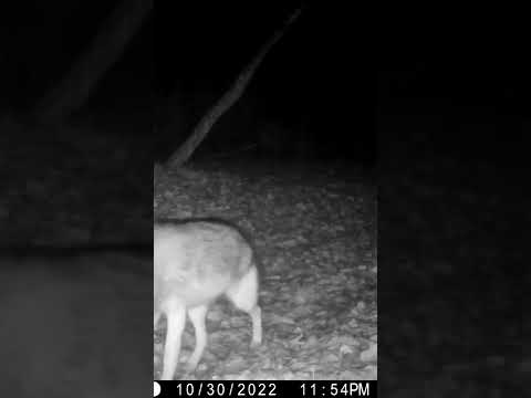 Trail Camera: Coyote