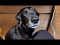 【犬Vlog】確定申告の進捗を確認しに来る犬。