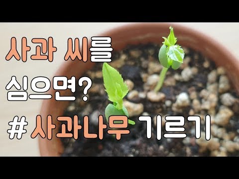 사과씨를 심으면 싹이 날까? (사과씨 발아, 사과나무 기르기)