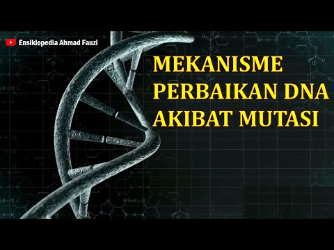 Video: Ketika sitosin termetilasi mengalami deaminasi menjadi?