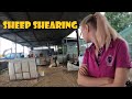 Sheep shearing  27 06 20