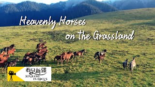 Xinjiang In Focus Heavenly Horses On The Grassland