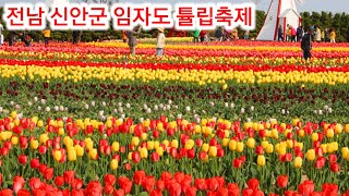 신안군 임자도튤립꽃 축제