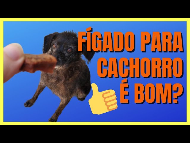 Cachorro pode comer fígado de boi? Descubra agora!